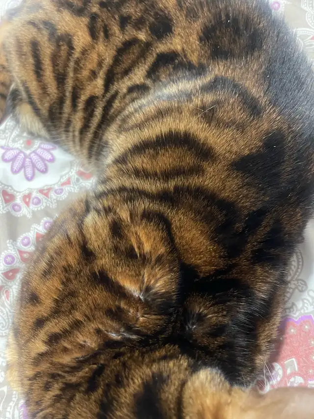 chat bangal - Photo 3