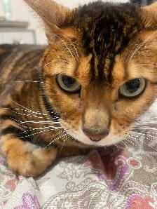 chat bangal - Photo 4
