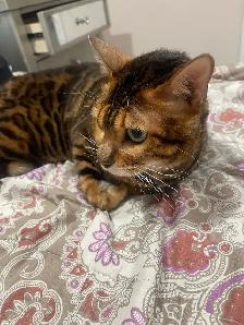 chat bangal - Photo 5