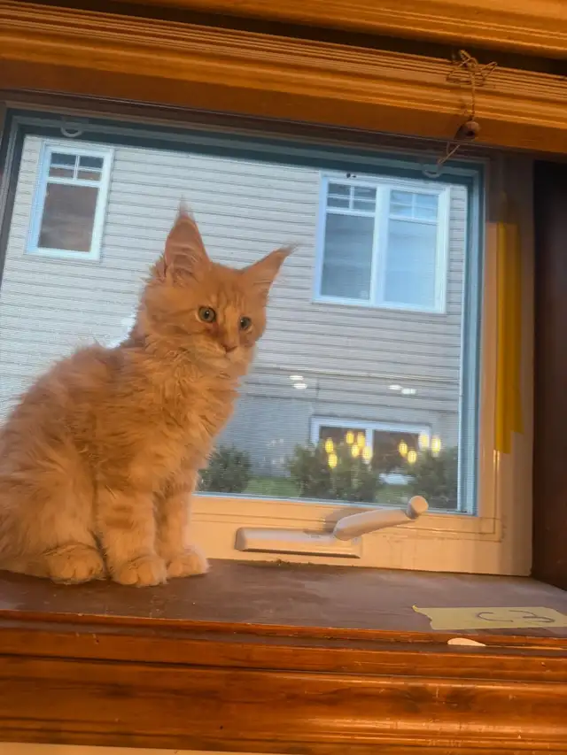 Chatons Maine Coon