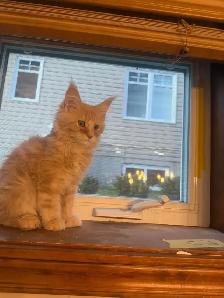 Chatons Maine Coon