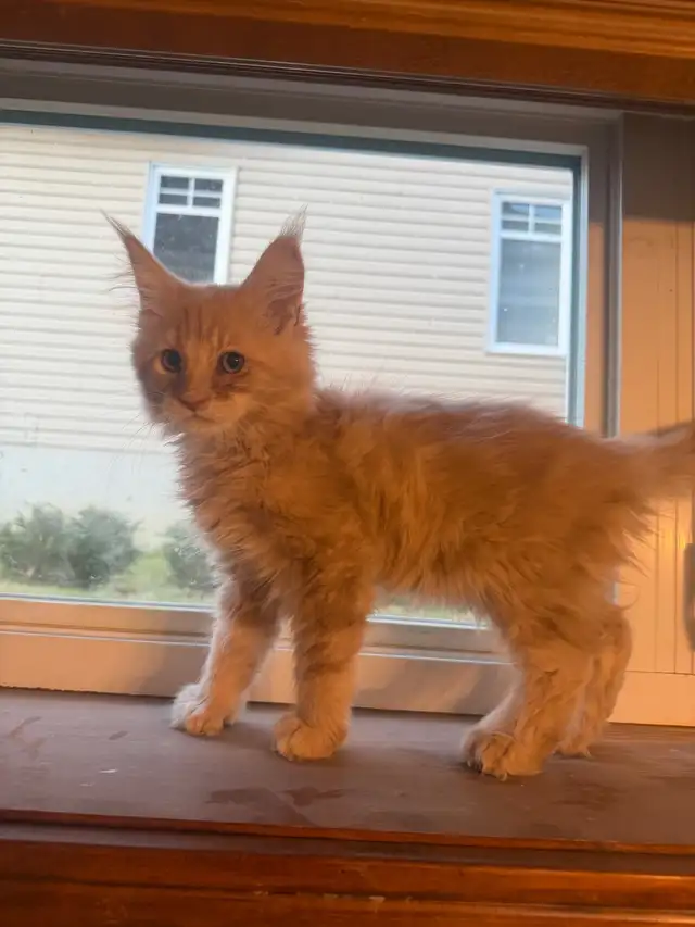 Chatons Maine Coon - Photo 2