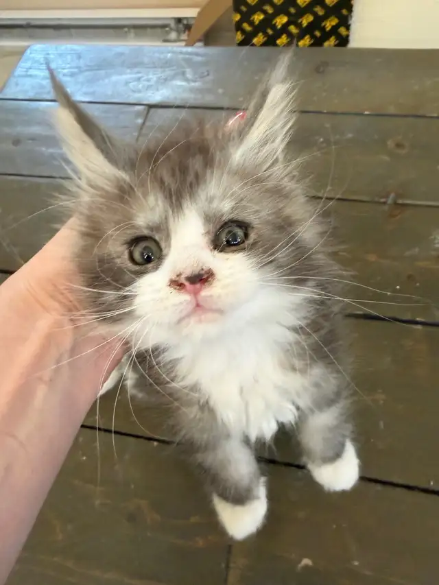 Chatons Maine Coon - Photo 3