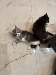 Chatons Maine Coon - Photo 4