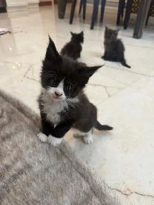 Chatons Maine Coon - Photo 5