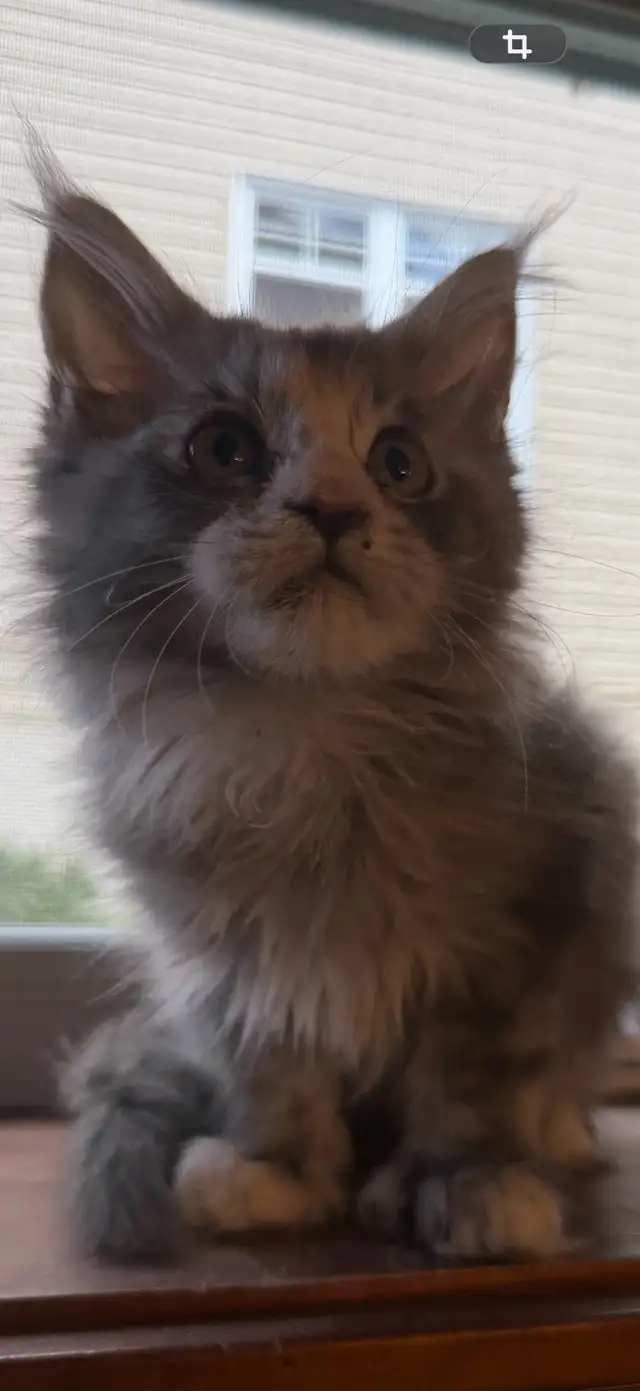Chatons Maine Coon - Photo 7