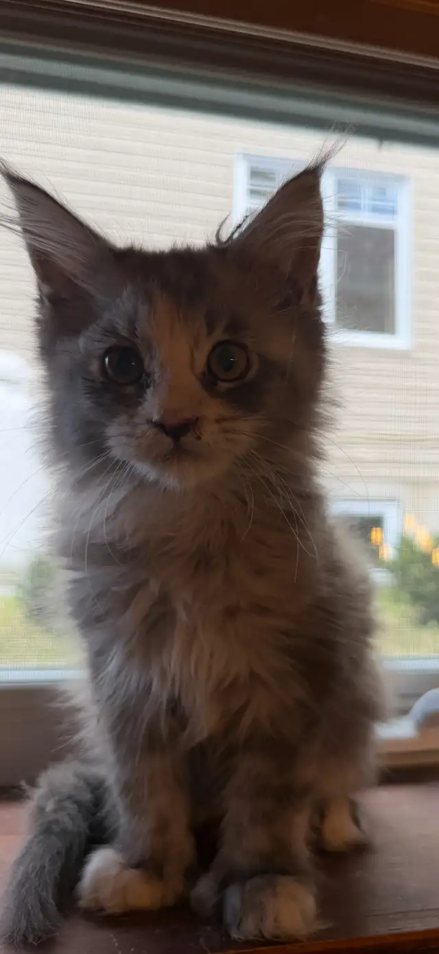Chatons Maine Coon - Photo 8