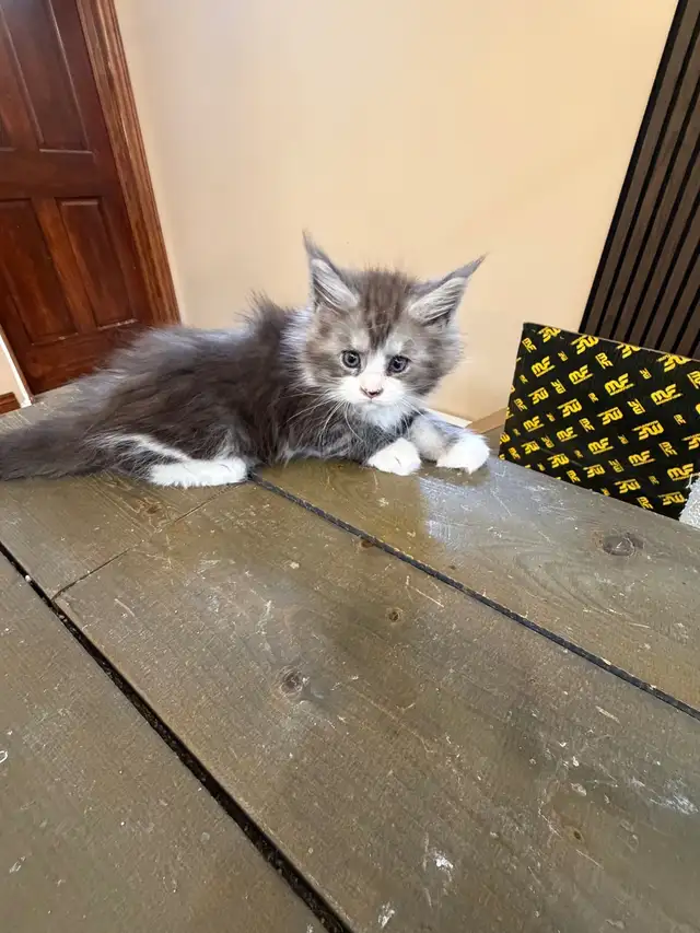 Chatons Maine Coon - Photo 9