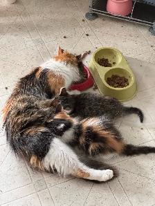 2 chatons femelles
