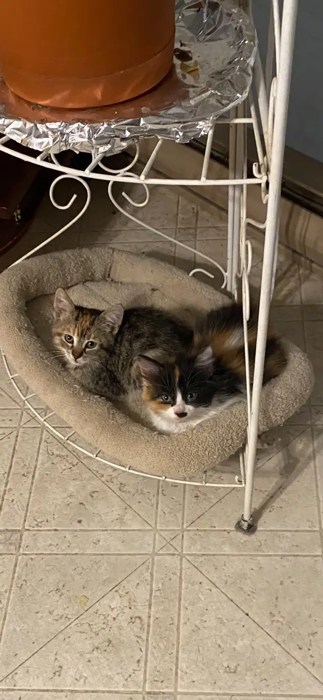 2 chatons femelles - Photo 2