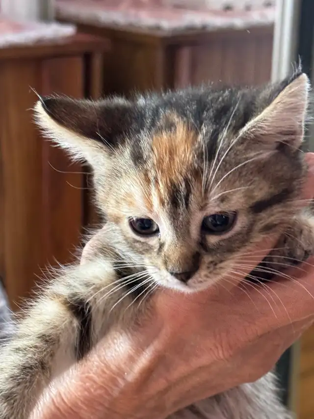2 chatons femelles - Photo 3