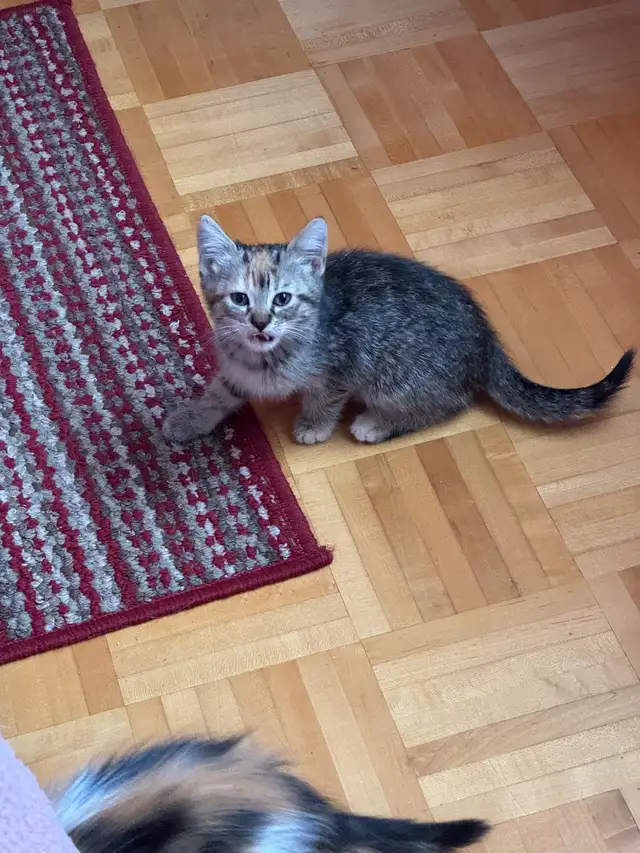 2 chatons femelles - Photo 4