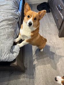 corgi for rehoming