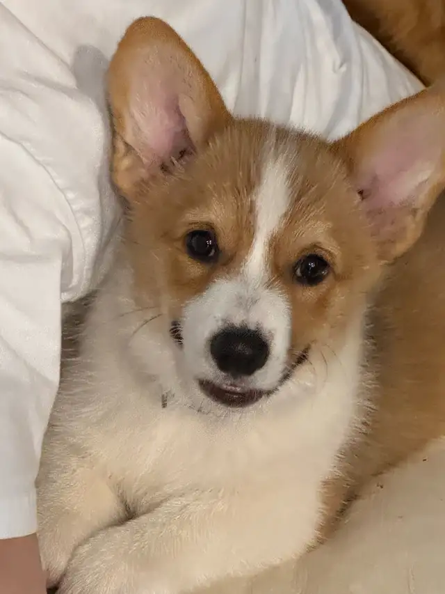corgi for rehoming