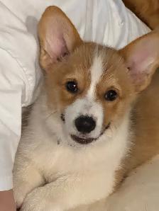 corgi for rehoming