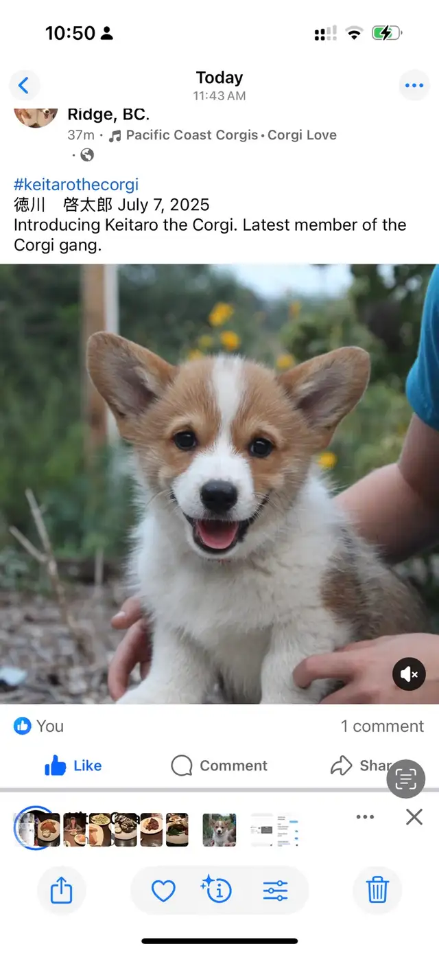 corgi for rehoming - Photo 2