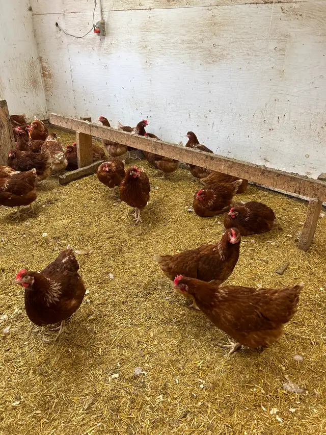 YOUNG LAYING HENS