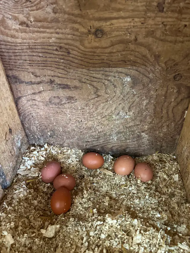 YOUNG LAYING HENS - Photo 2