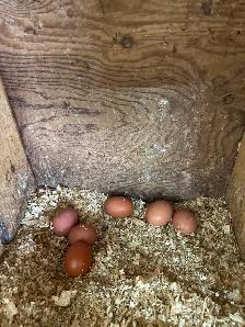 YOUNG LAYING HENS - Photo 2