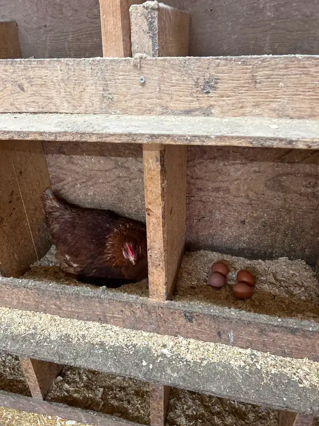 YOUNG LAYING HENS - Photo 3
