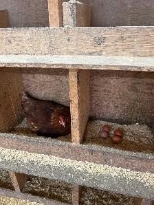 YOUNG LAYING HENS - Photo 3