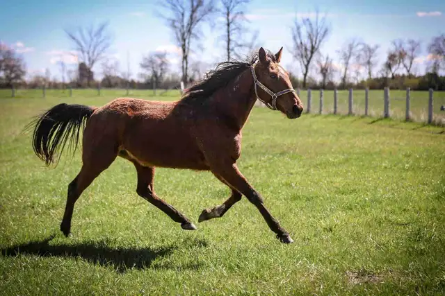 5 year old Standardbred mare