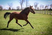 5 year old Standardbred mare