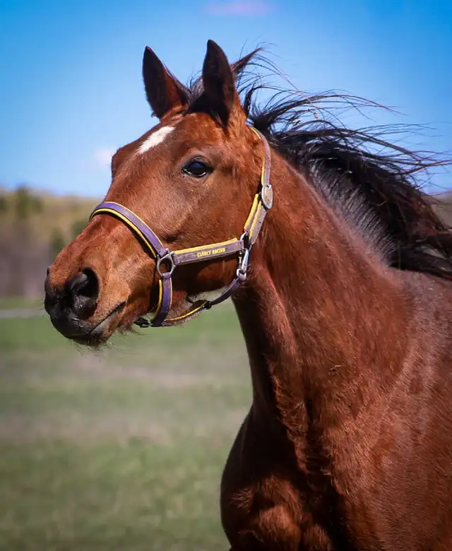 5 year old Standardbred mare - Photo 2
