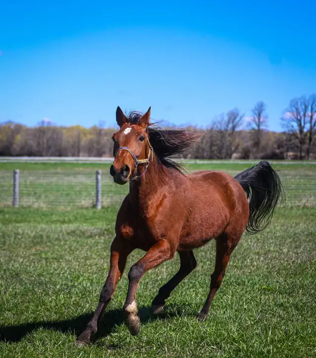 5 year old Standardbred mare - Photo 3