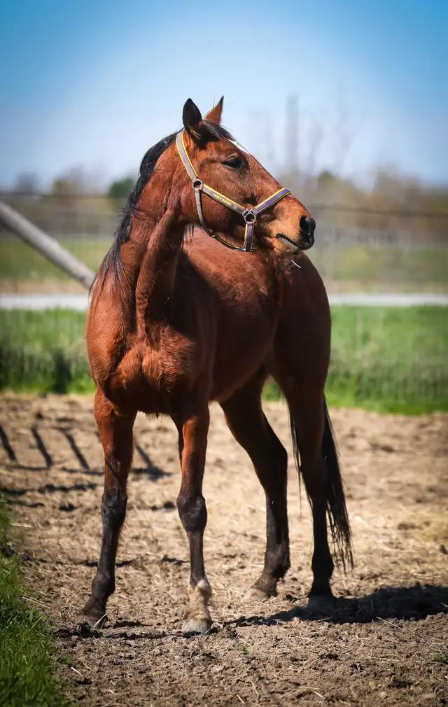 5 year old Standardbred mare - Photo 4