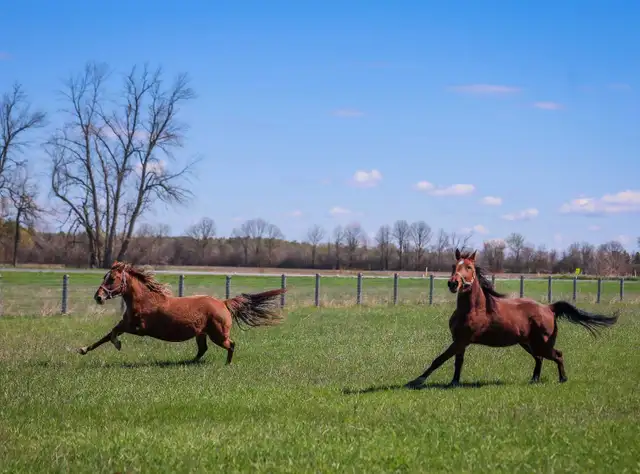 5 year old Standardbred mare - Photo 5