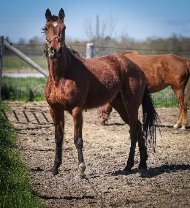 5 year old Standardbred mare - Photo 6