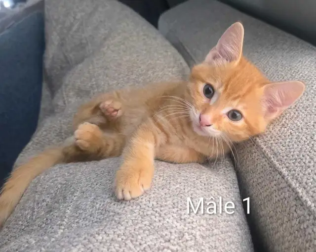 3 Chatons Prêt à partir ❤️