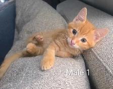 3 Chatons Prêt à partir ❤️