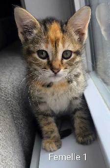 3 Chatons Prêt à partir ❤️ - Photo 2