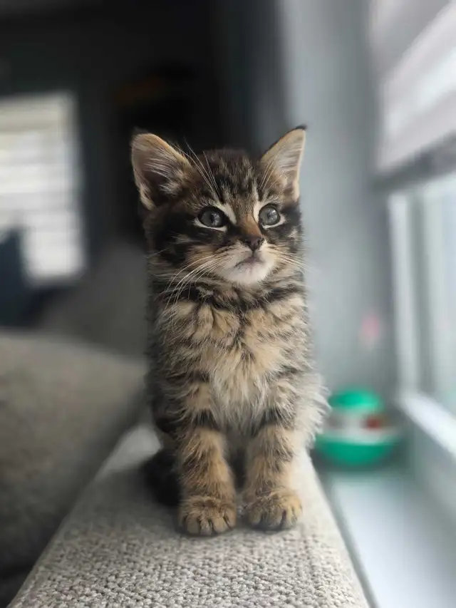 3 Chatons Prêt à partir ❤️ - Photo 3