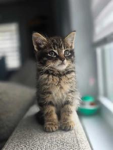 3 Chatons Prêt à partir ❤️ - Photo 3