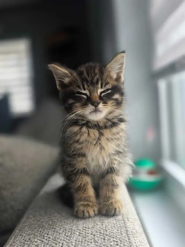 3 Chatons Prêt à partir ❤️ - Photo 6
