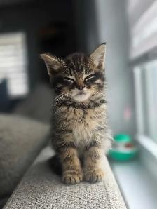 3 Chatons Prêt à partir ❤️ - Photo 6