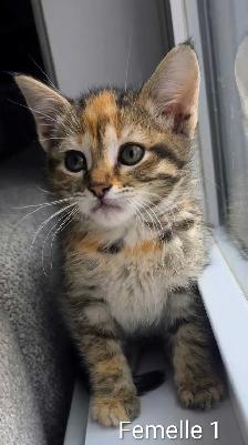 3 Chatons Prêt à partir ❤️ - Photo 7