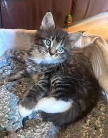 Magnificent Maine Coon Kittens Available
