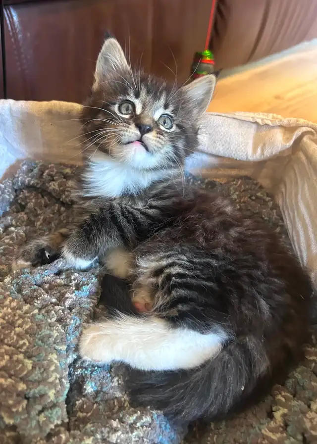 Magnificent Maine Coon Kittens Available - Photo 2
