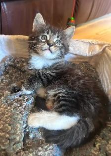 Magnificent Maine Coon Kittens Available - Photo 2