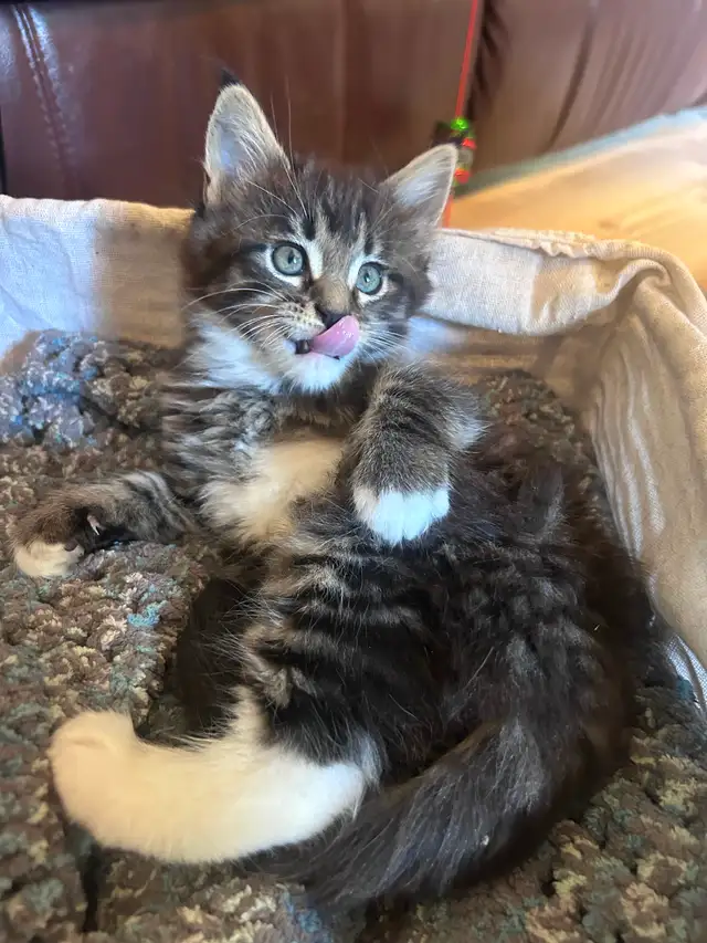 Magnificent Maine Coon Kittens Available - Photo 3