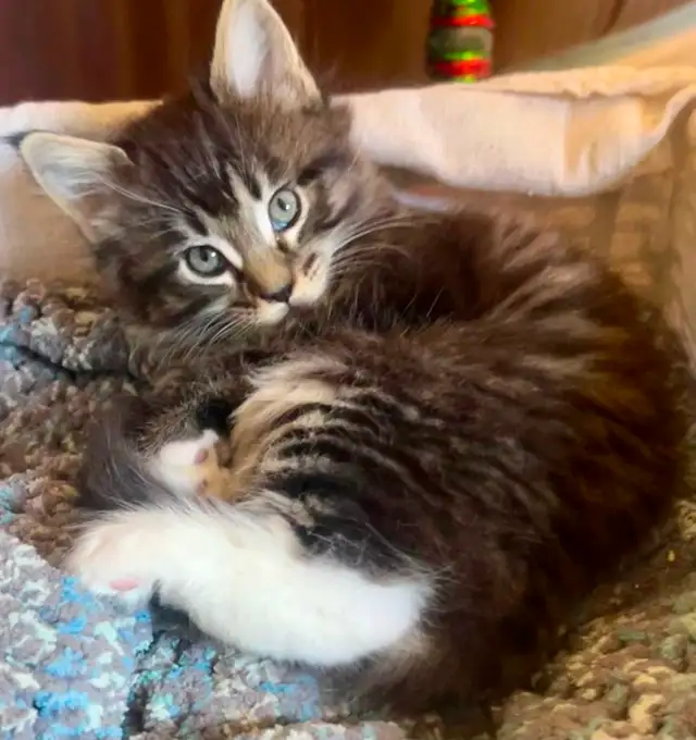 Magnificent Maine Coon Kittens Available - Photo 4