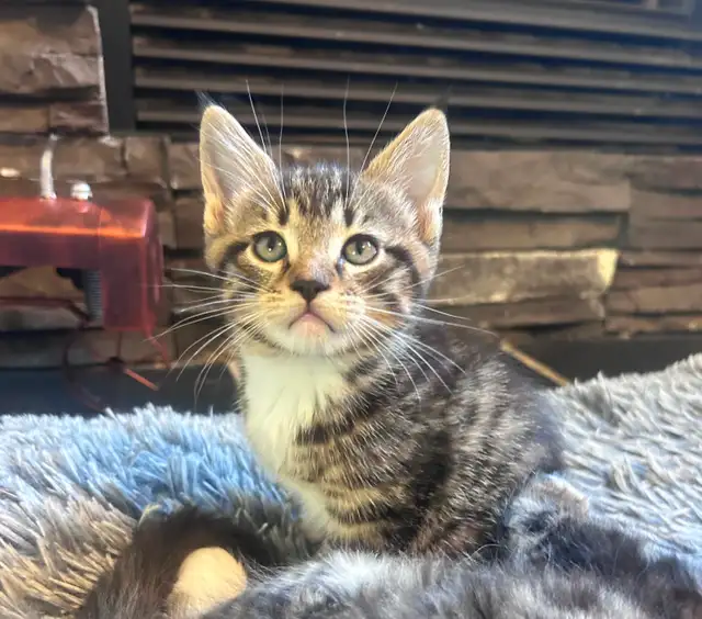 Magnificent Maine Coon Kittens Available - Photo 5