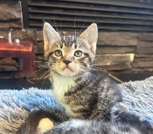 Magnificent Maine Coon Kittens Available - Photo 5