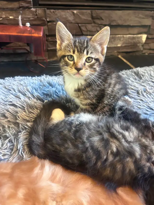 Magnificent Maine Coon Kittens Available - Photo 6
