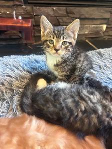Magnificent Maine Coon Kittens Available - Photo 6