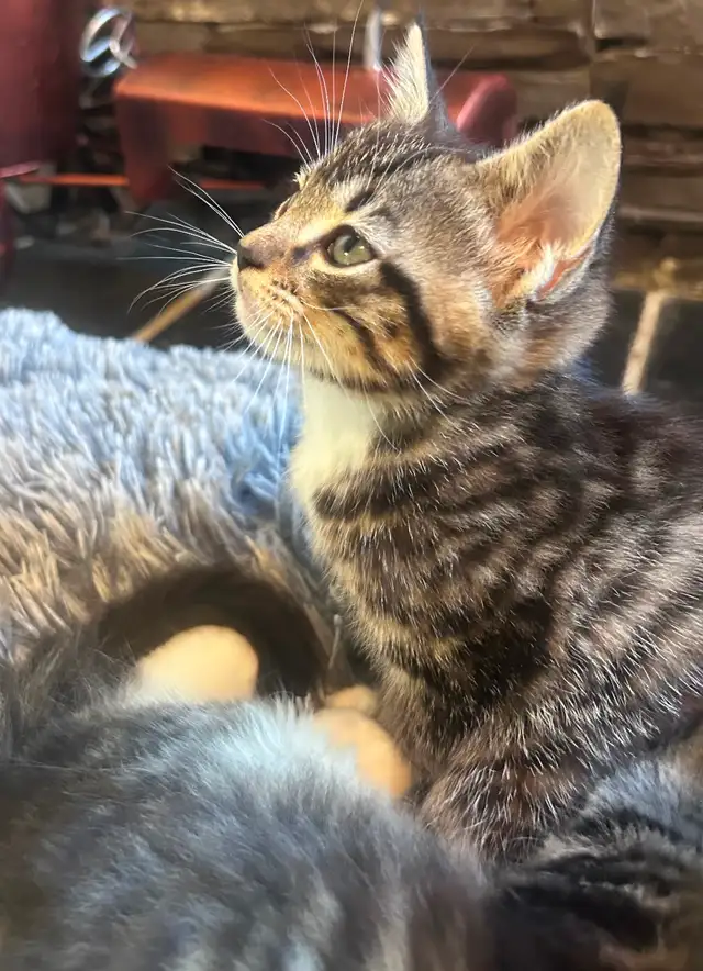 Magnificent Maine Coon Kittens Available - Photo 7